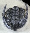 Diademaproetus Trilobite - Foum Zguid, Morocco #45598-3